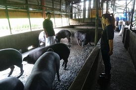 七年級的李當期，接棒父親、伯父的養豬場，特別著重改善豬舍條件、減低環境污染